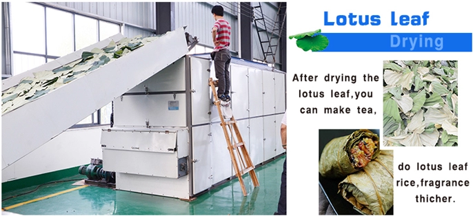 hot air continuous belt dryer groundnut drying machine
